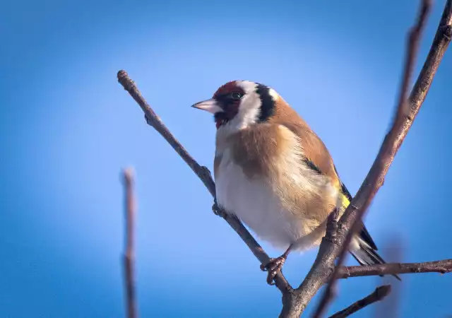 Photo Chardonneret élégant (Carduelis carduelis) #2