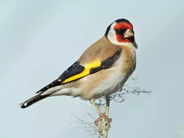 Photo Chardonneret élégant (Carduelis carduelis) #1