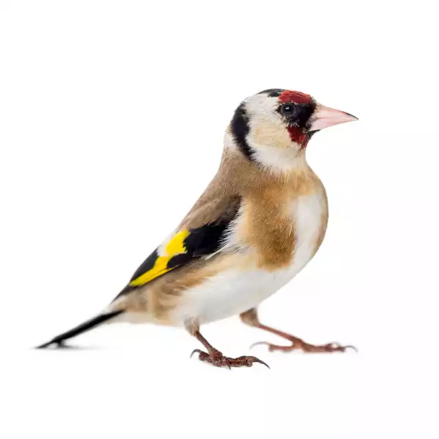 Chardonneret élégant (Carduelis carduelis)