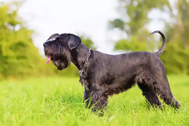 Photo Schnauzer moyen #2