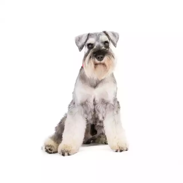 Photo Schnauzer moyen