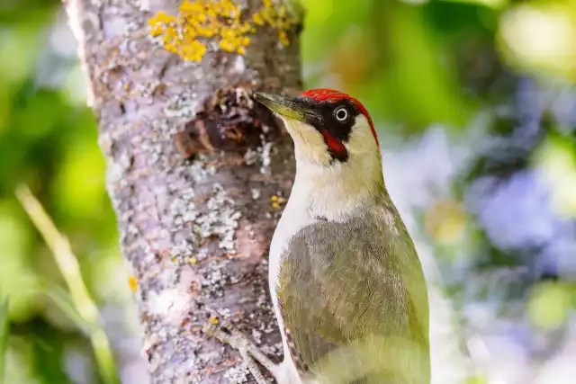 Pic vert (Picus viridis)