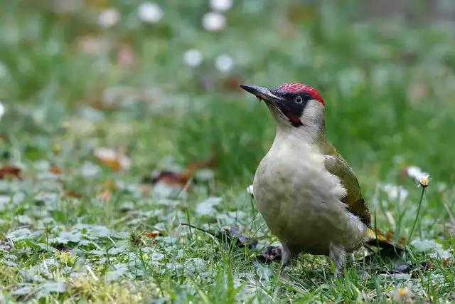 Pic vert (Picus viridis)