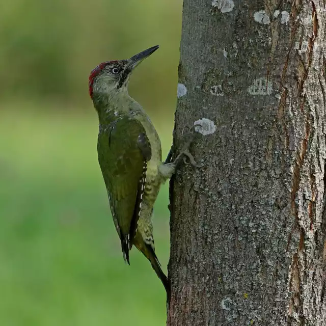 Pic vert (Picus viridis)