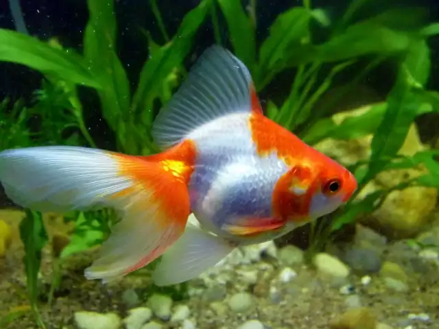 Photo Poisson rouge Ryukin (Carassius auratus) #3