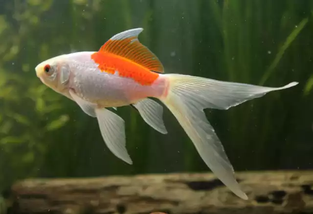 Photo Poisson rouge Comète (Carassius auratus) #2