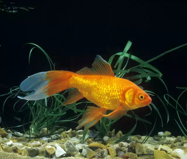 Photo Poisson rouge Comète (Carassius auratus) #1