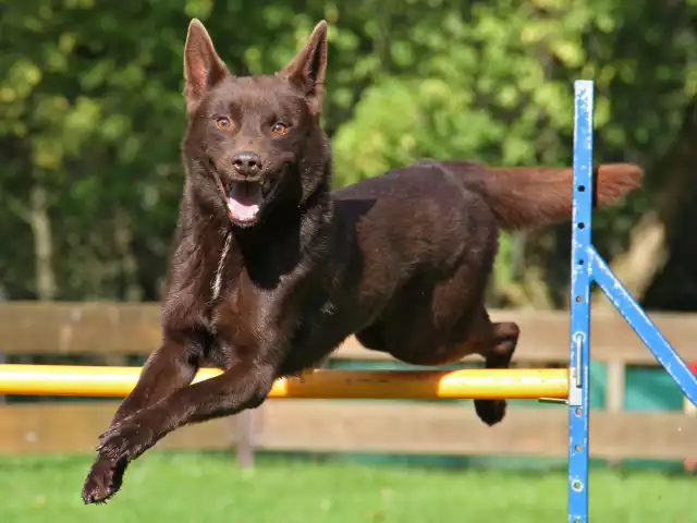 Kelpie
