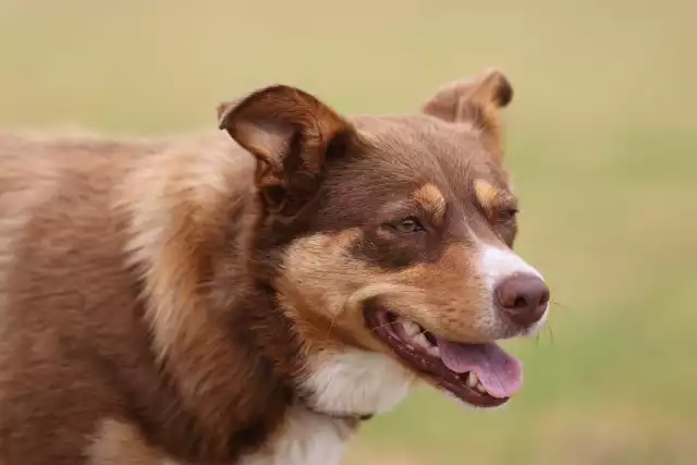 Kelpie
