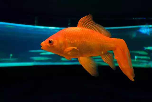 Photo Poisson rouge Queue de voile (Carassius auratus) #3