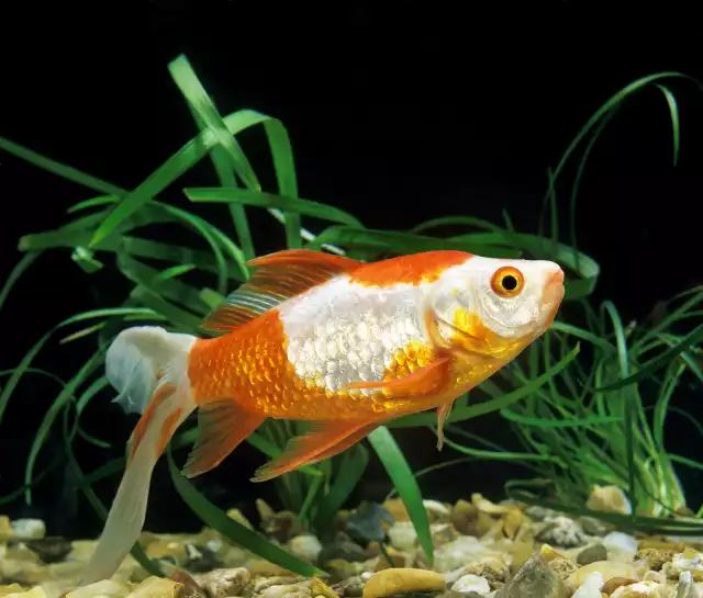 Photo Poisson rouge Queue de voile (Carassius auratus) #2