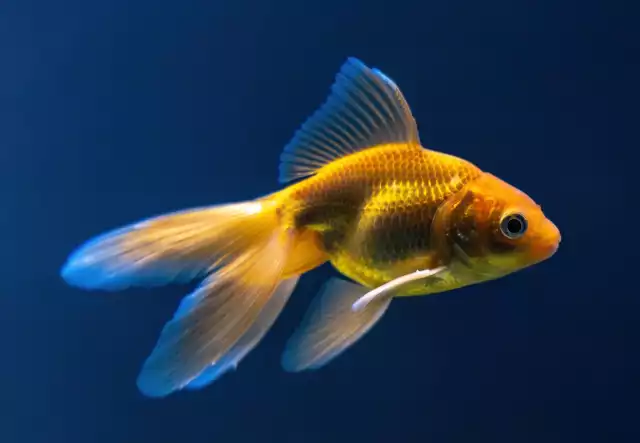 Photo Poisson rouge Queue de voile (Carassius auratus) #1