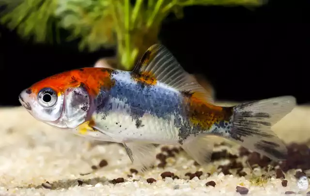 Photo Poisson rouge Shubunkin (Carassius auratus) #2