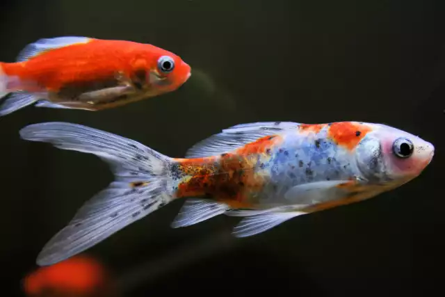 Photo Poisson rouge Shubunkin (Carassius auratus) #1