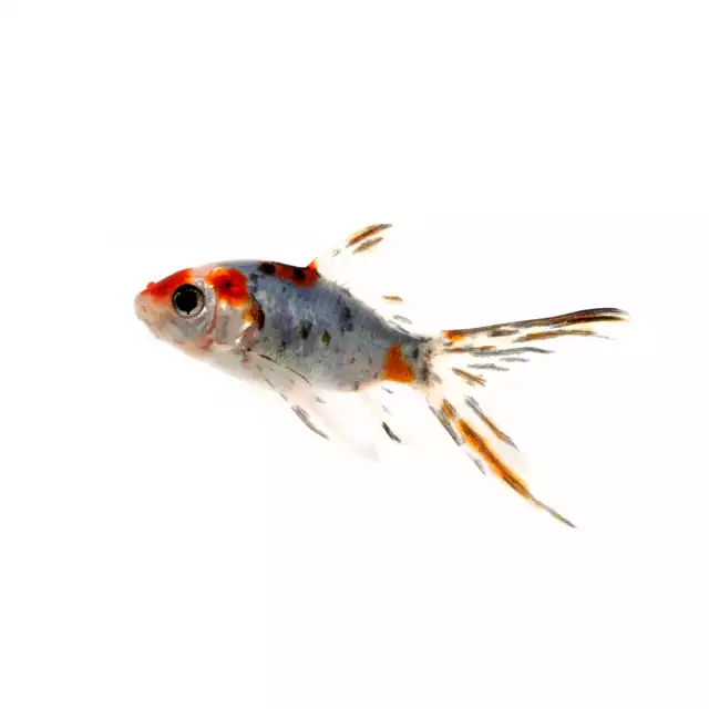 Poisson rouge Shubunkin (Carassius auratus)