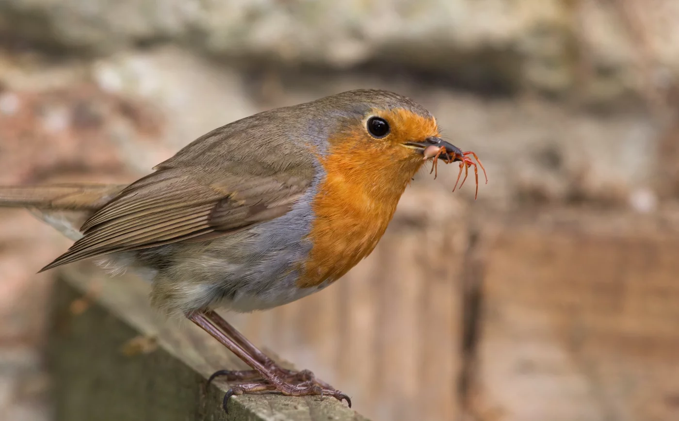 Rouge-gorge (E. Rubecula) : Tout Savoir sur cet oiseau