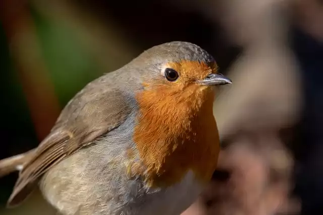 Photo Rouge-gorge familier (Erithacus rubecula) #5