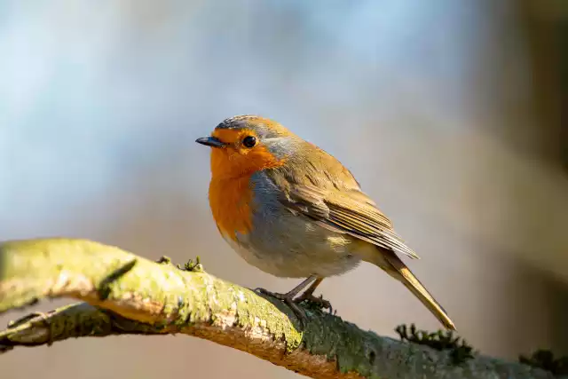 Photo Rougegorge familier (Erithacus rubecula) #4