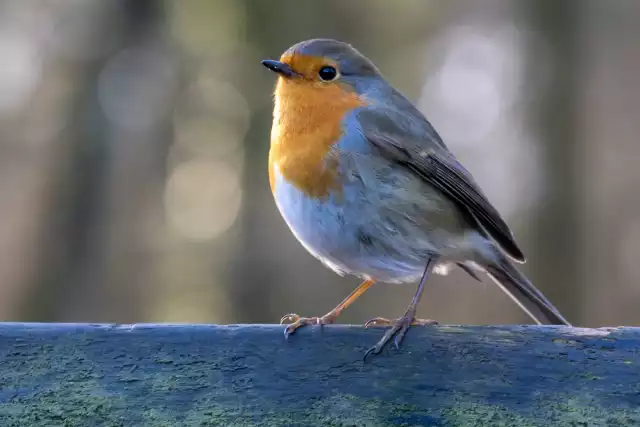 Photo Rouge-gorge familier (Erithacus rubecula) #2