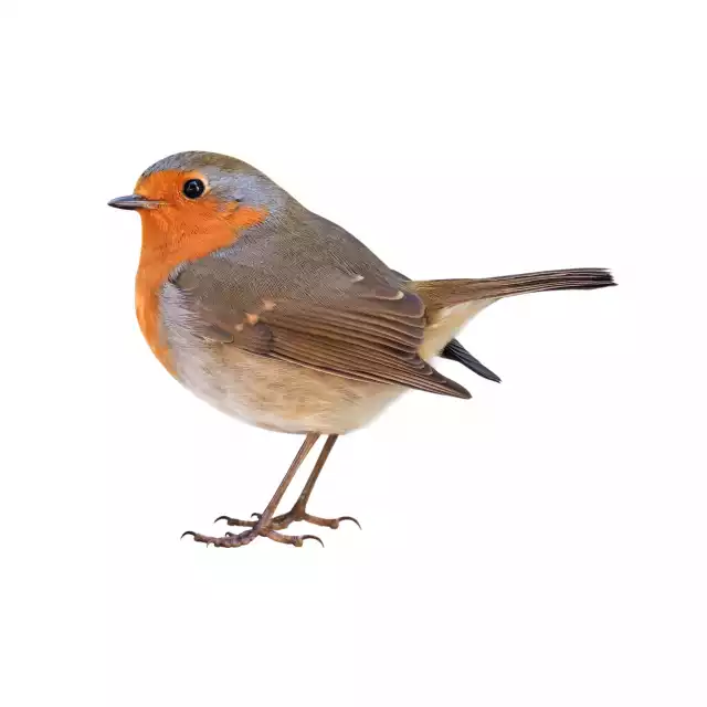 Rouge-gorge familier (Erithacus rubecula)