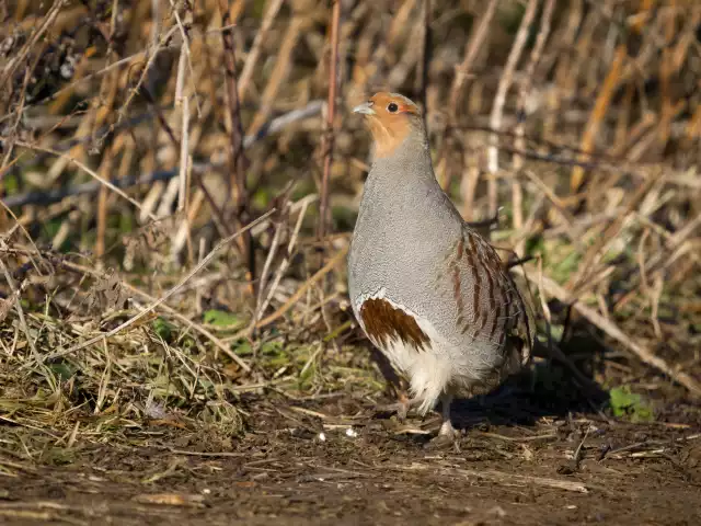 Photo Perdrix grise (Perdix perdix) #1