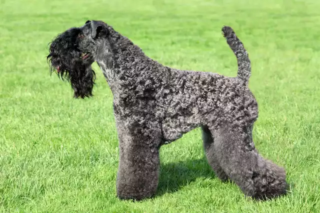 Photo Kerry Blue Terrier #4