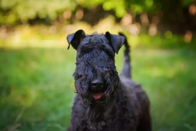 Photo Kerry Blue Terrier #3