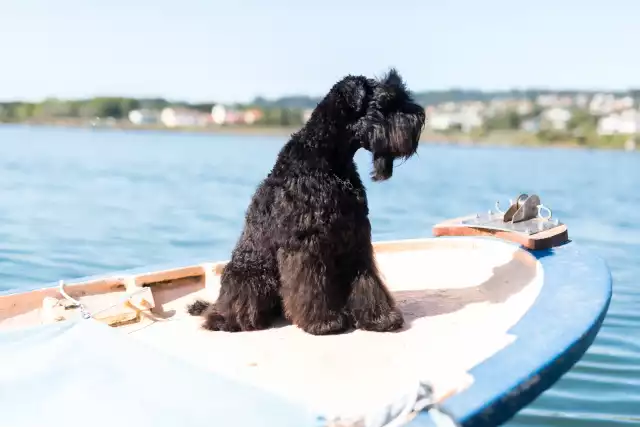 Photo Kerry Blue Terrier #2