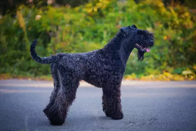 Photo Kerry Blue Terrier #1