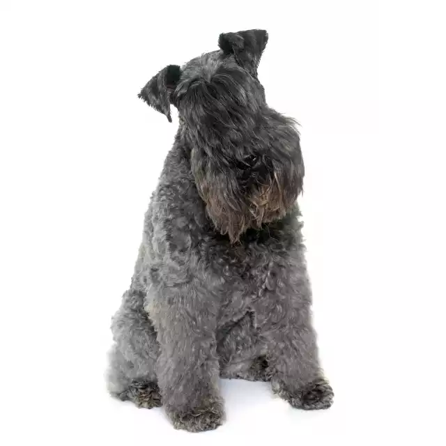 Kerry Blue Terrier