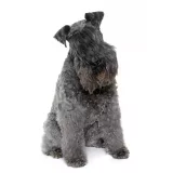 Photo Kerry Blue Terrier