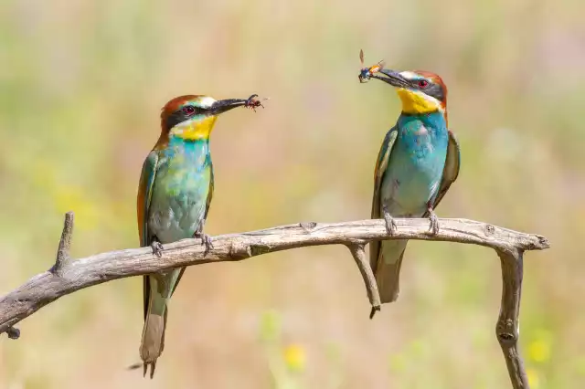 Photo Guêpier d'Europe (Merops apiaster) #3