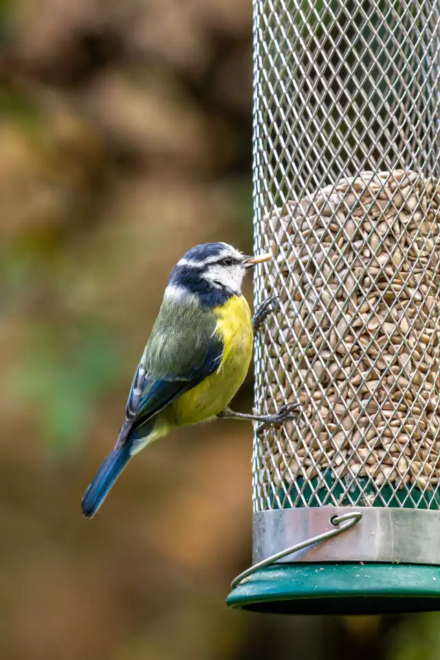 Photo Mésange Bleue (Cyanistes caeruleus) #5