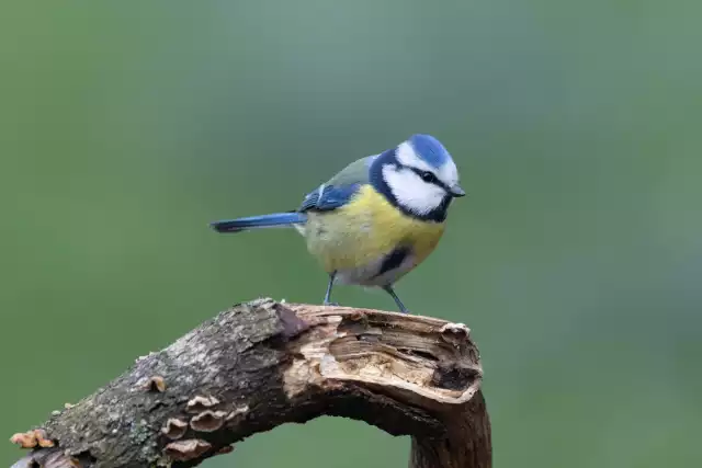 Photo Mésange Bleue (Cyanistes caeruleus) #4