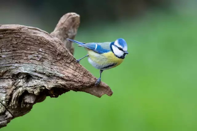 Photo Mésange Bleue (Cyanistes caeruleus) #3