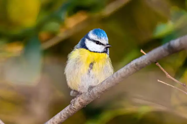 Photo Mésange Bleue (Cyanistes caeruleus) #2