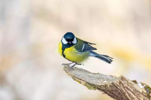 Photo Mésange Bleue (Cyanistes caeruleus) #1