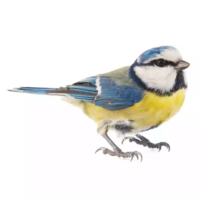 Mésange Bleue (Cyanistes caeruleus)