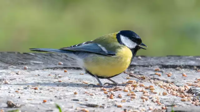 Photo Mésange charbonnière (Parus major) #3