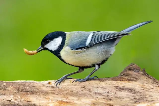 Photo Mésange charbonnière (Parus major) #2