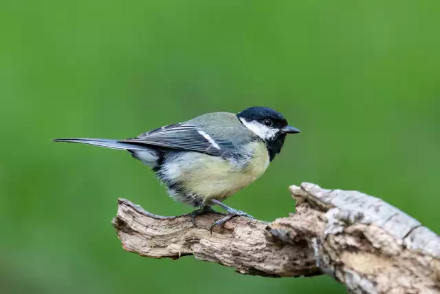 Photo Mésange charbonnière (Parus major) #1