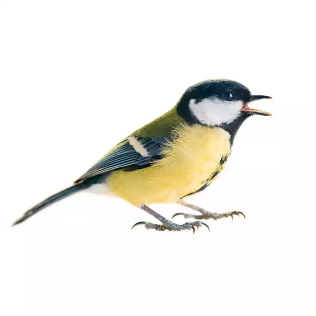 Mésange charbonnière (Parus major)