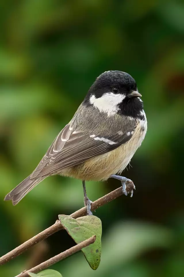 Photo Mésange noire (Periparus ater) #3