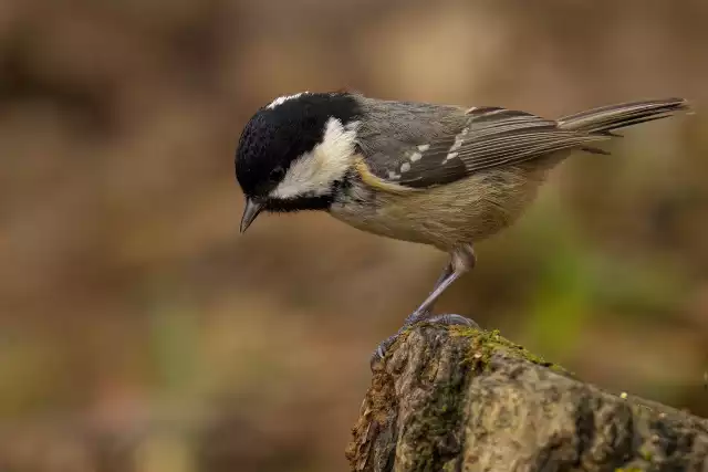 Photo Mésange noire (Periparus ater) #2