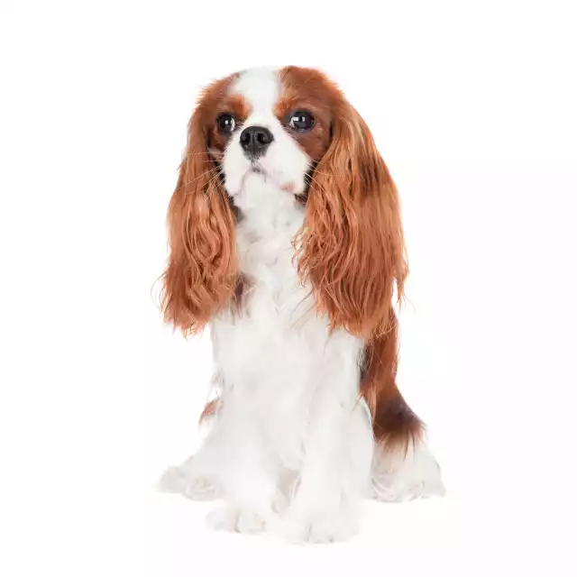 King Charles Spaniel