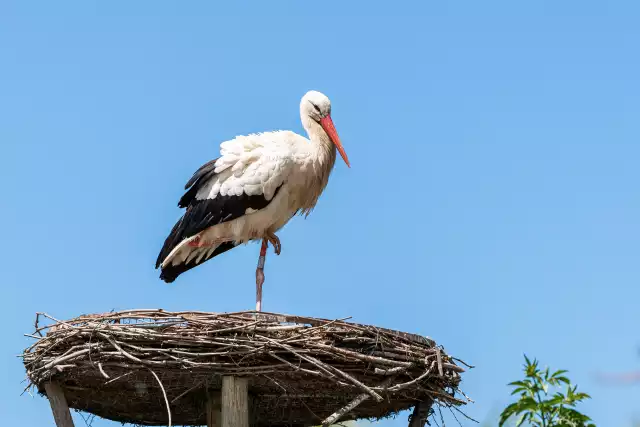 Photo Cigogne blanche (Ciconia ciconia) #3