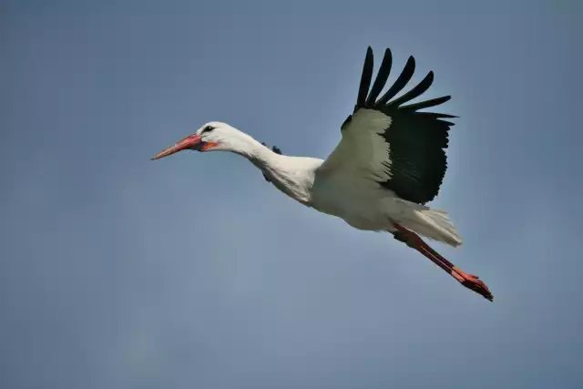 Photo Cigogne blanche (Ciconia ciconia) #2