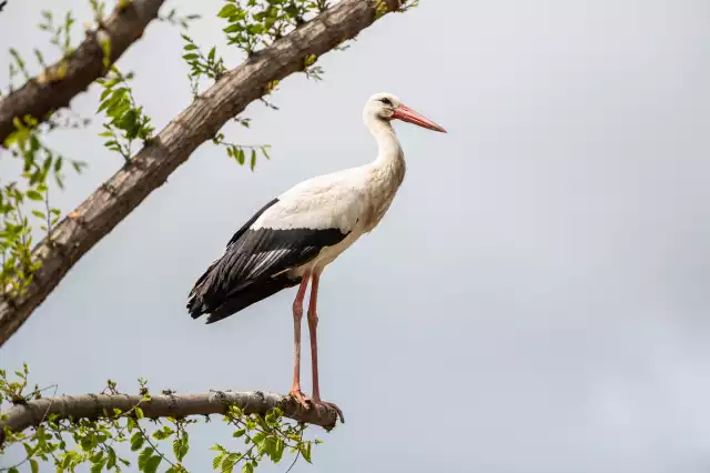 Photo Cigogne blanche (Ciconia ciconia) #1