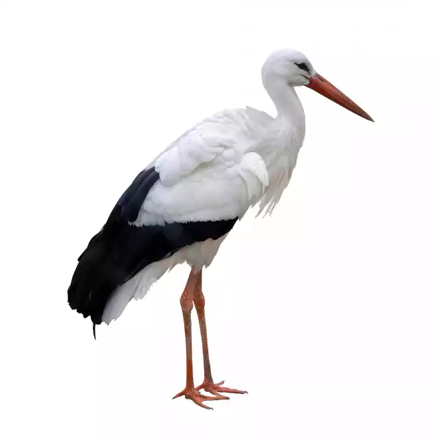 Cigogne blanche (Ciconia ciconia)