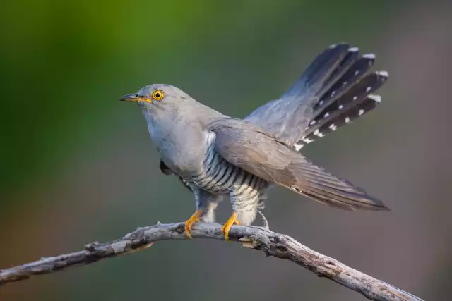 Photo Coucou gris (Cuculus canorus) #2